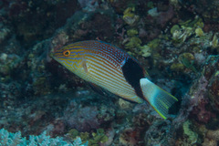 Bodianus loxozonus