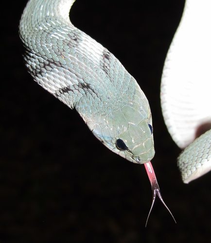 Green Keelback