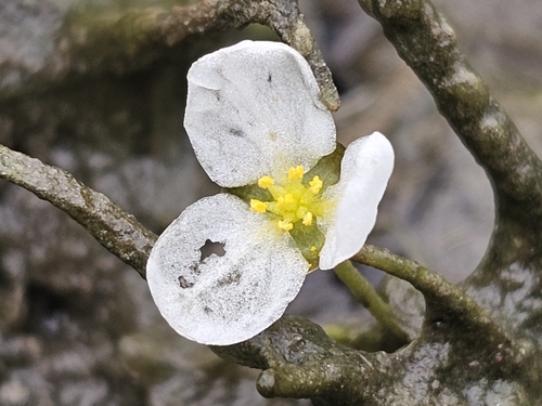 Sagittaria subulata observed 2025-08-06