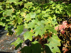 Acer pictum