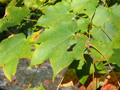 Acer pictum