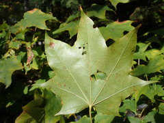 Acer pictum