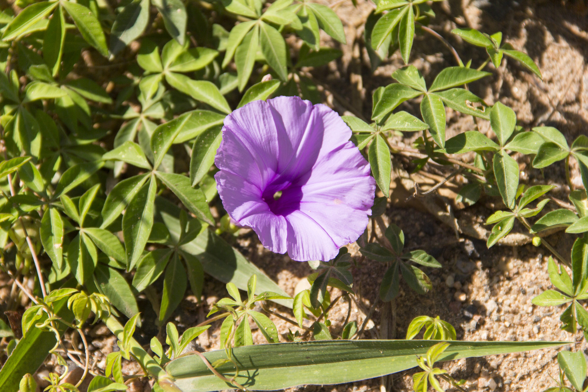 Ipomoea cairica
