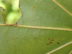 Acer pictum