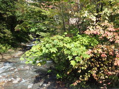 Acer pictum