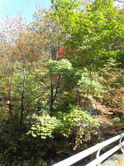 Acer pictum