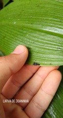 Hippodamia convergens