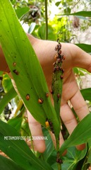 Hippodamia convergens