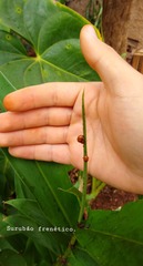 Hippodamia convergens