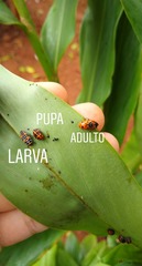 Hippodamia convergens