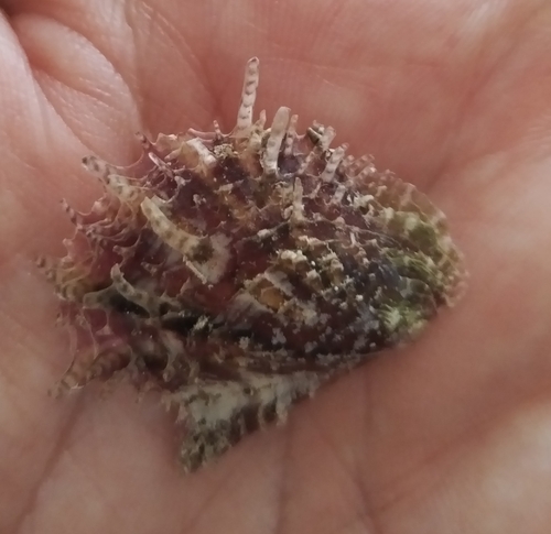 Pinctada radiata