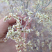 Eriogonum plumatella - Photo (c) marinnaw, μερικά δικαιώματα διατηρούνται (CC BY-NC), uploaded by marinnaw