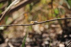 Poekilloptera phalaenoides