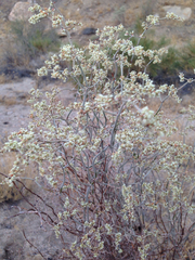 Eriogonum plumatella