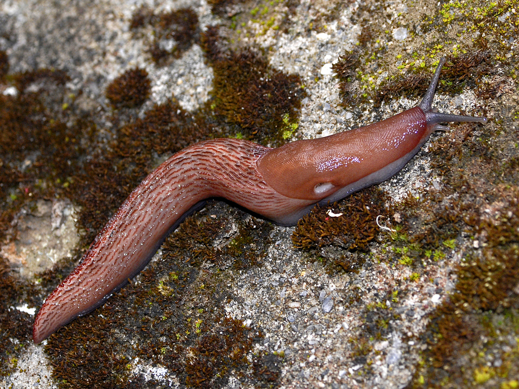 Fylingthorpe Slug