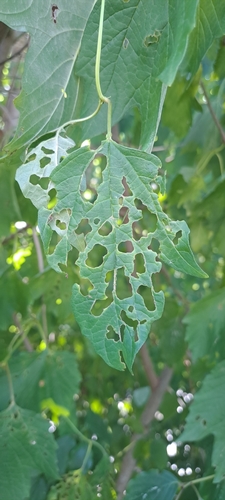 Schneeball-Blattkäfer