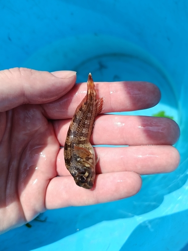Lipophrys pholis