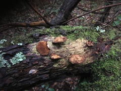 Daedaleopsis confragosa confragosa