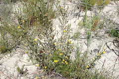 Aspalathus asparagoides asparagoides