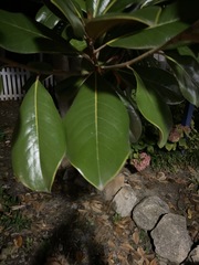 Magnolia grandiflora