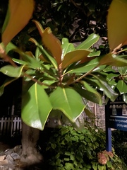 Magnolia grandiflora