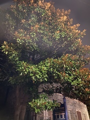 Magnolia grandiflora