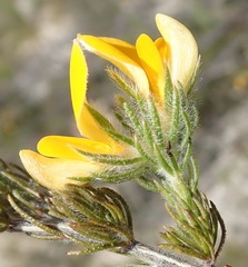 Aspalathus asparagoides asparagoides