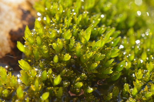 Grimmia mollis observed 2025-08-10