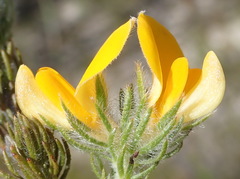 Aspalathus asparagoides asparagoides