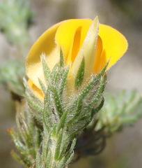 Aspalathus asparagoides asparagoides