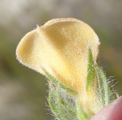 Aspalathus asparagoides asparagoides