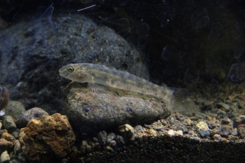 Scribbled goby (Awaous grammepomus) — Gobiidae — 4
