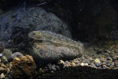 Streaked River Goby photo 3