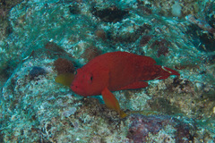 Cephalopholis urodeta