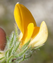 Aspalathus asparagoides asparagoides