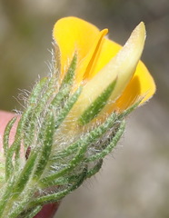 Aspalathus asparagoides asparagoides