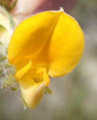Aspalathus asparagoides asparagoides