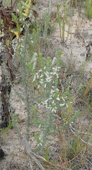 Aspalathus glabrescens