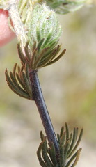 Aspalathus asparagoides asparagoides