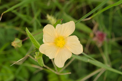 Sida lindheimeri