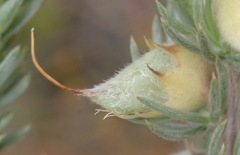 Aspalathus glabrescens