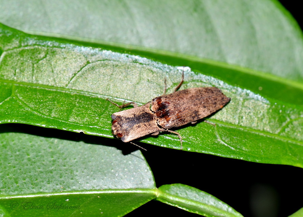 Cryptalaus angularis