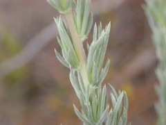 Aspalathus glabrescens