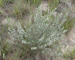 Aspalathus glabrescens