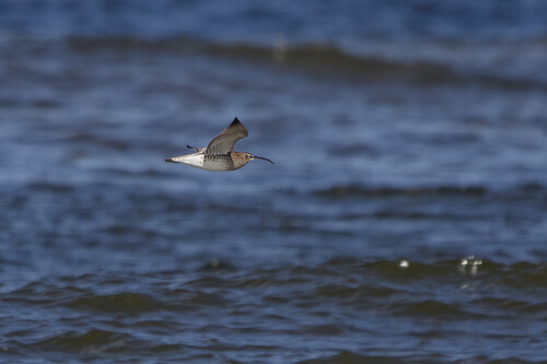 Eurasian Whimbrel, Schagen, Netherlands, photo 8 of 10