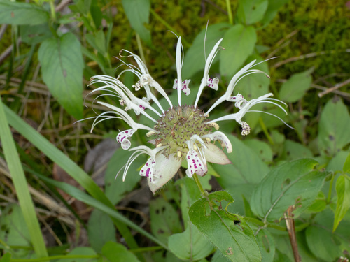 Redpurple Beebalm (Monarda russeliana)