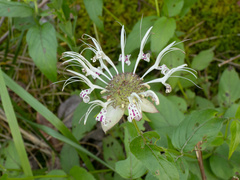 (c) Turner Brockman, some rights reserved (CC BY-SA) Monarda russeliana, photograph (c) Turner Brockman, some rights reserved (CC BY-SA)