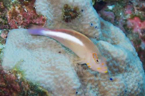 Arc-eye Hawkfish