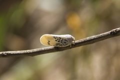Poekilloptera phalaenoides