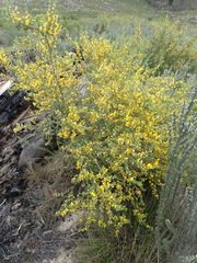 Aspalathus hirta hirta